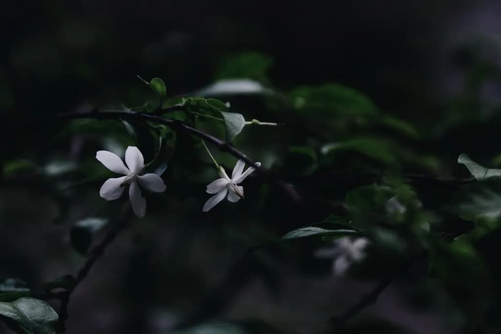Night Jasmine
